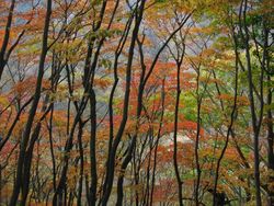 IMG_8356
