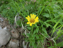 CIMG6654ウサギギク