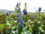 Img_5312